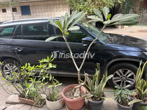 سكودا كودياك 2020 أبيض مستعملة للبيع - 3