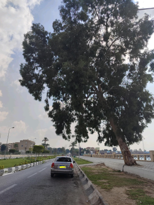 Hyundai Verna 2017 Champagne Manual Used for Sale in Greater Cairo ( Cairo + Giza)