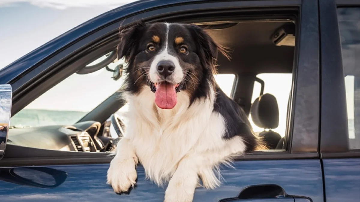 Is Having Your Pet in the Front Passenger Seat a Traffic Violation in Egypt?