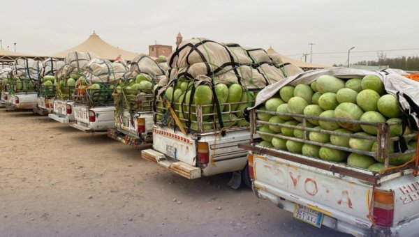 غرامات تصل إلى 15 ألف جنيه وسحب الرخصة.. مخالفات خطيرة لسيارات نقل البطيخ
